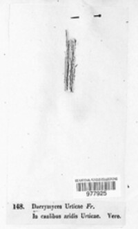 Calloria urticae image